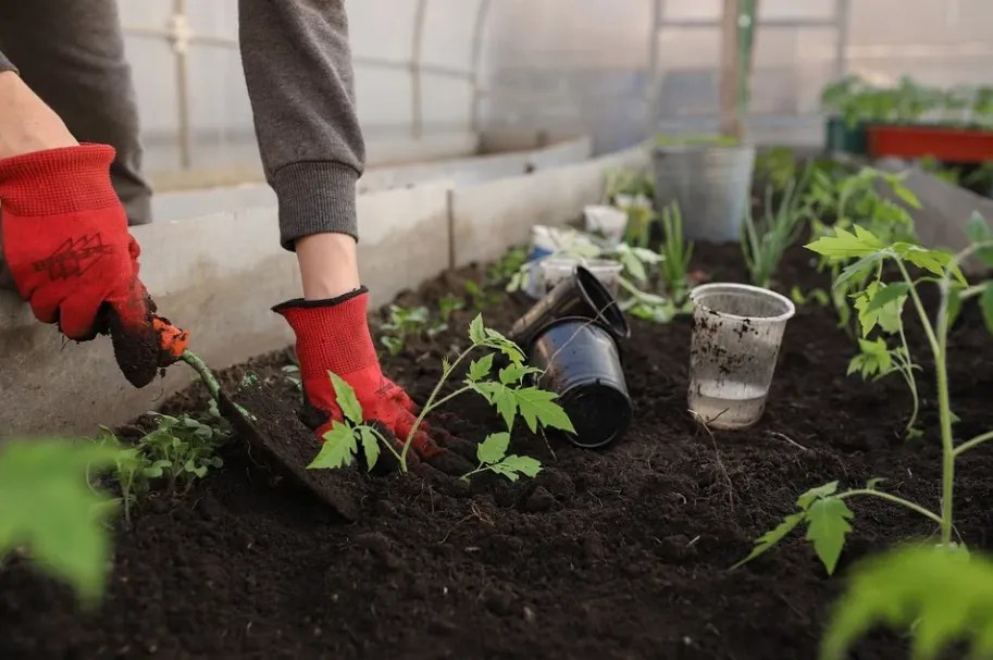 10 Steps to Grow Plants from Seeds