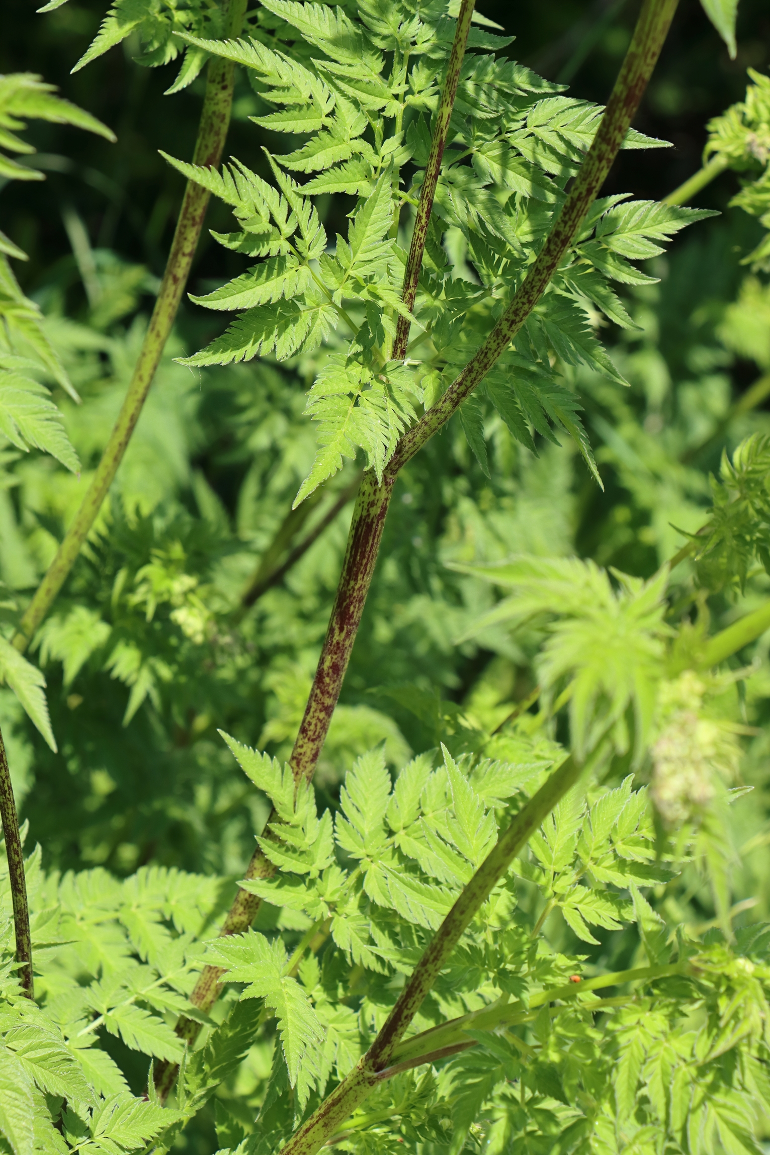 Gefleckter Schierling (Conium maculatum) Blumen und Natur