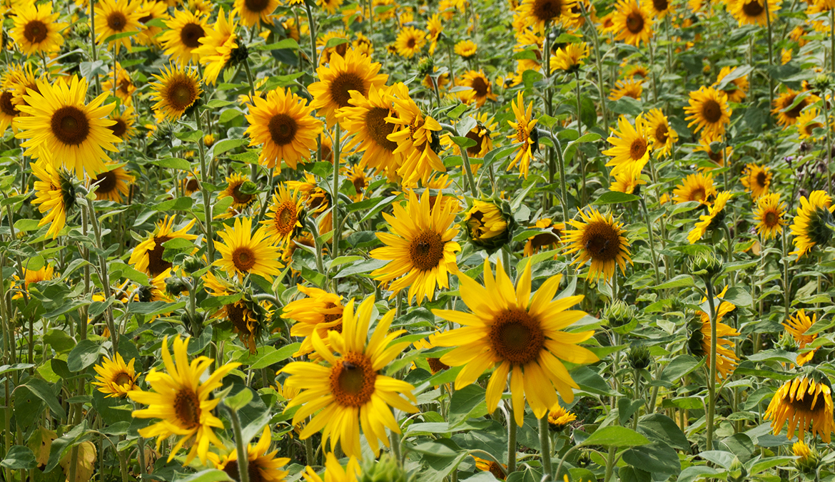 Blume des Monats August die Sonnenblume Meyer's Blumenzeit