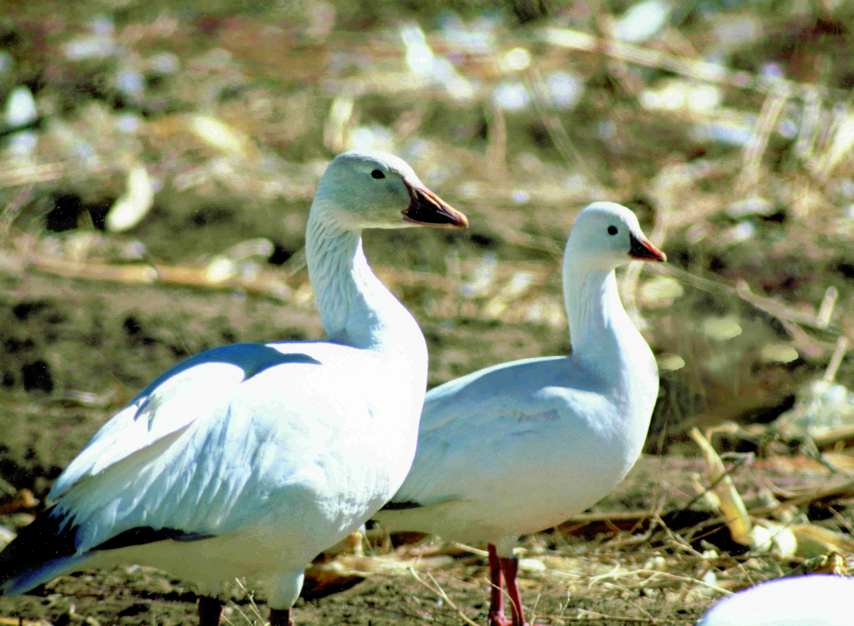 Snow & Ross Geese Blue Mountain Audubon Society