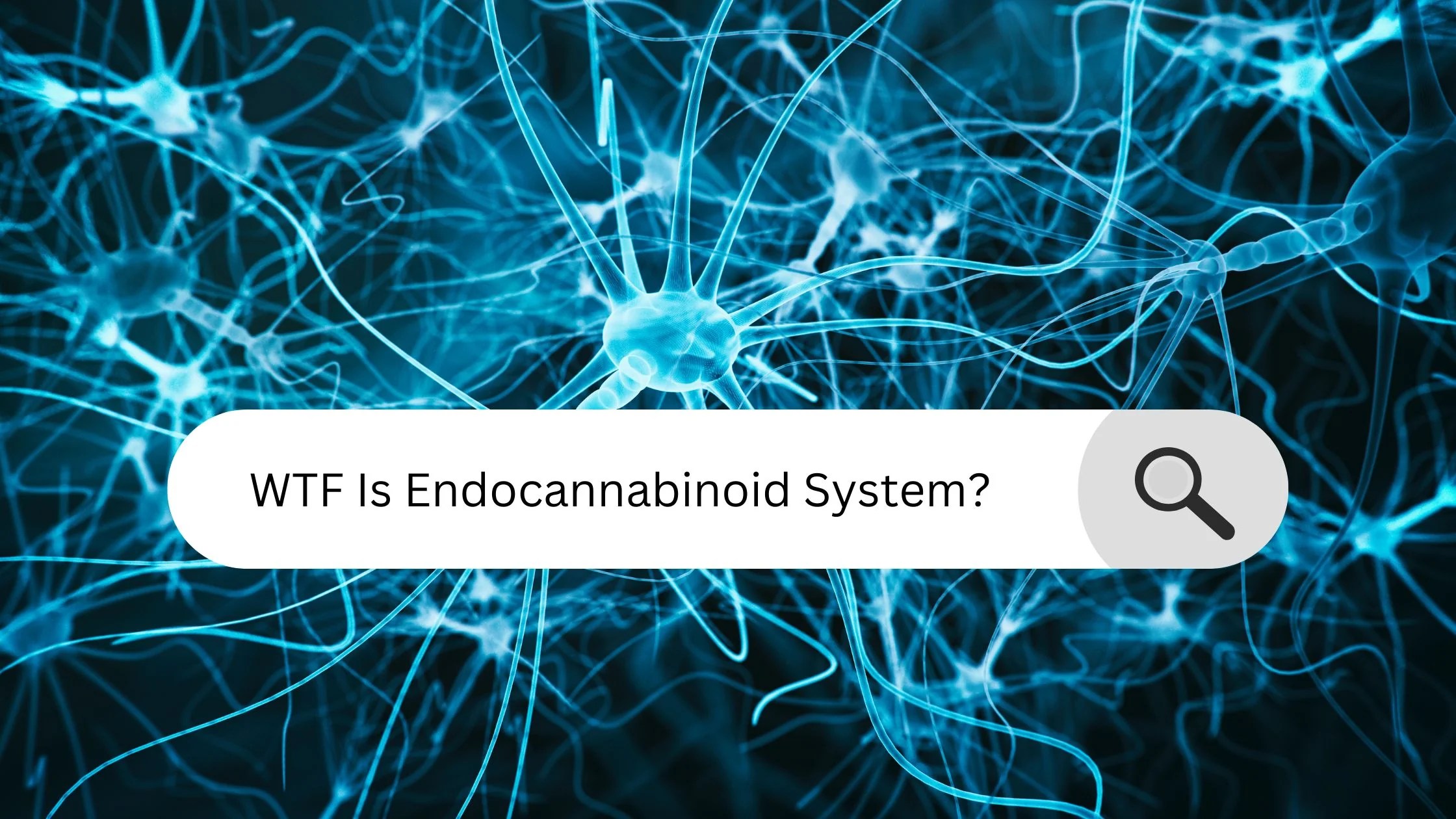 WTF Is an Endocannabinoid System And Why Do CB2 Receptors Matter? BLUNT SKINCARE
