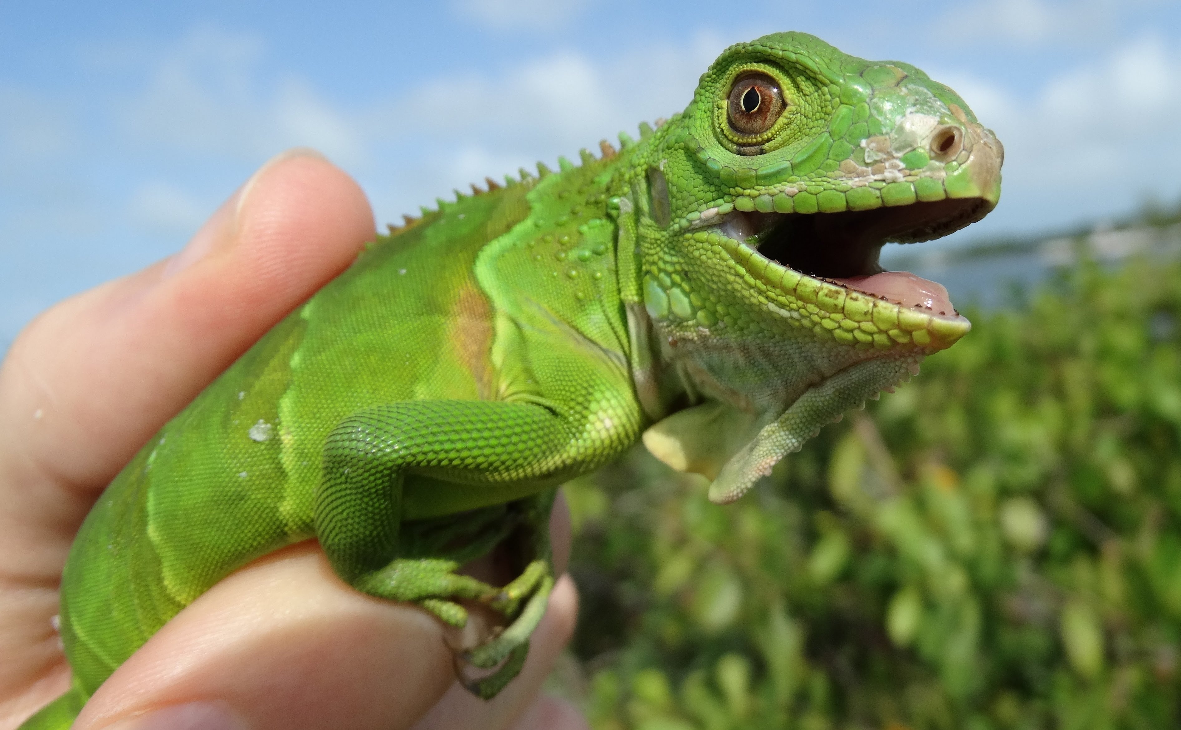 Frozen iguanas falling from trees during cold snap in