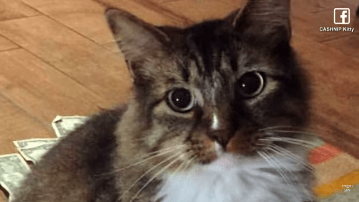 This is how a cat collects money to donate