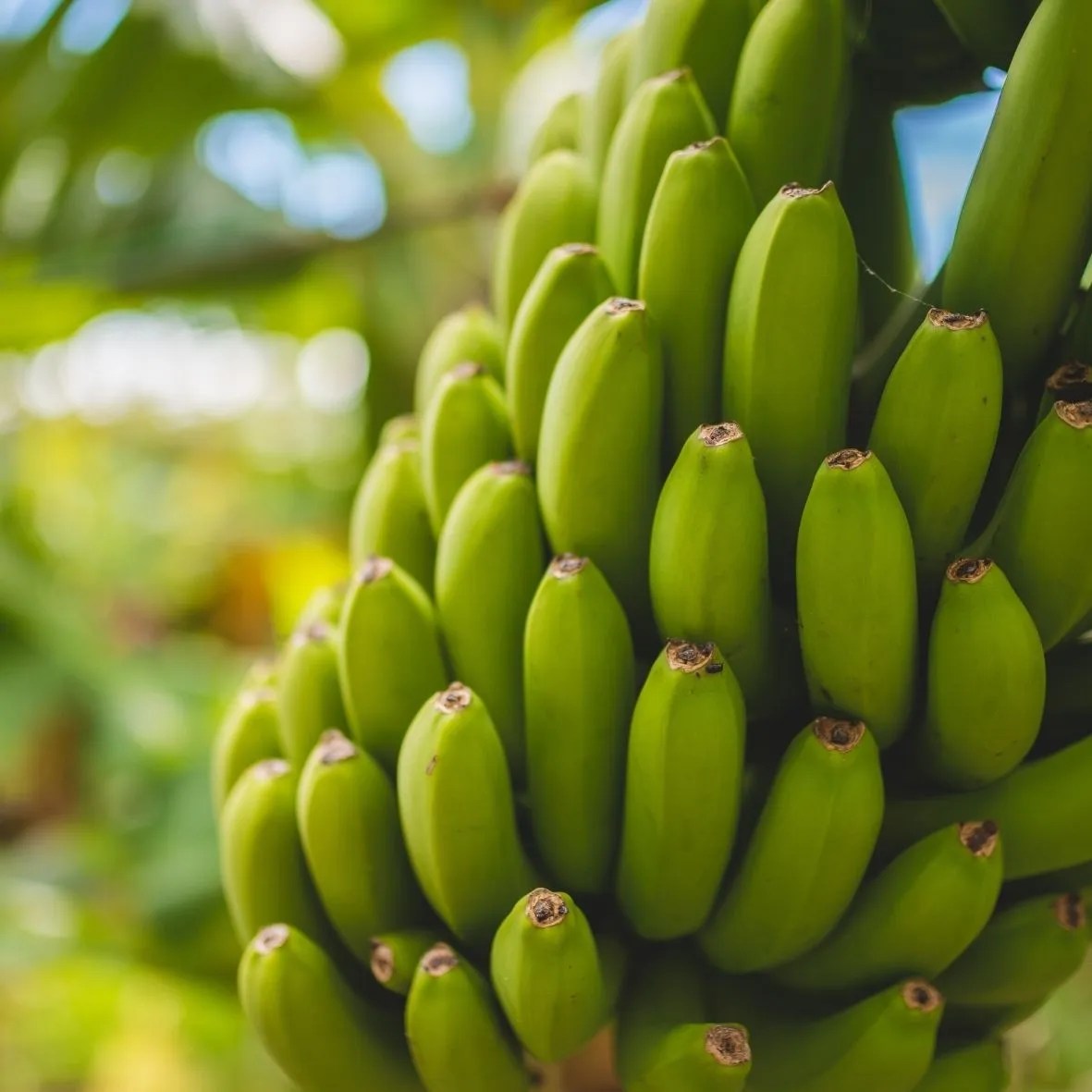 Sustainability in the banana sector the Rainforest Alliance banana