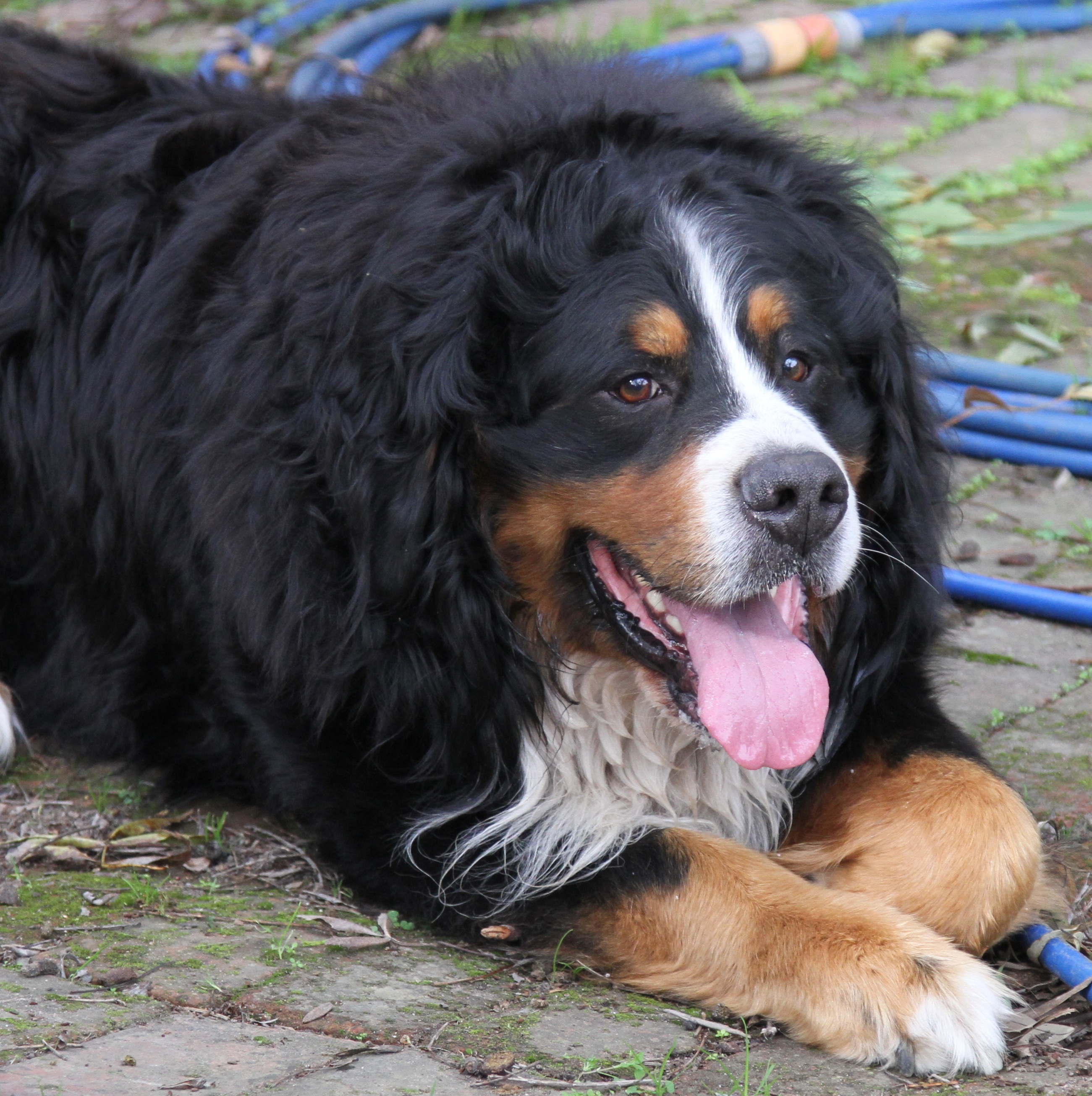 Bernese Mountain Dog Club of Victoria Inc. Bernese Mountain Dogs