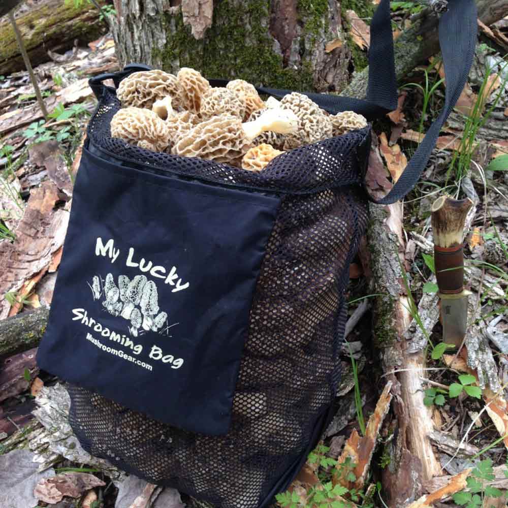 Mushroom Cultivation In Bags A Guide To Growing Mushrooms At Home Wsmbmp