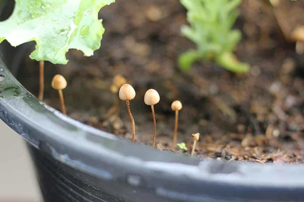Why Do Mushrooms Grow In Potted Plants Wsmbmp