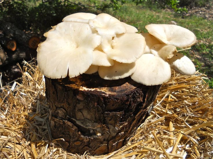 Oyster Mushroom Cultivation In Illinois Wsmbmp