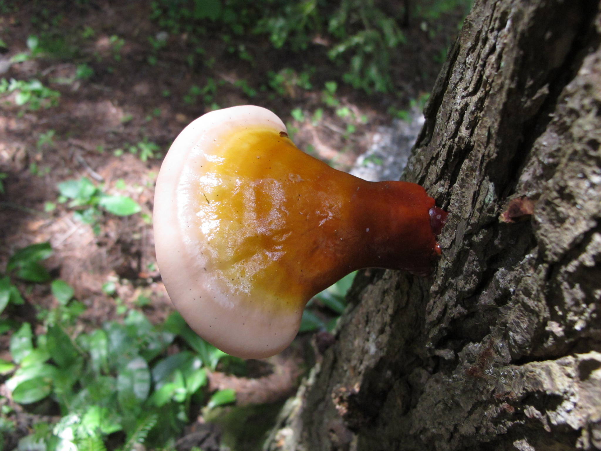 Do Reishi Mushrooms Grow In Michigan Wsmbmp