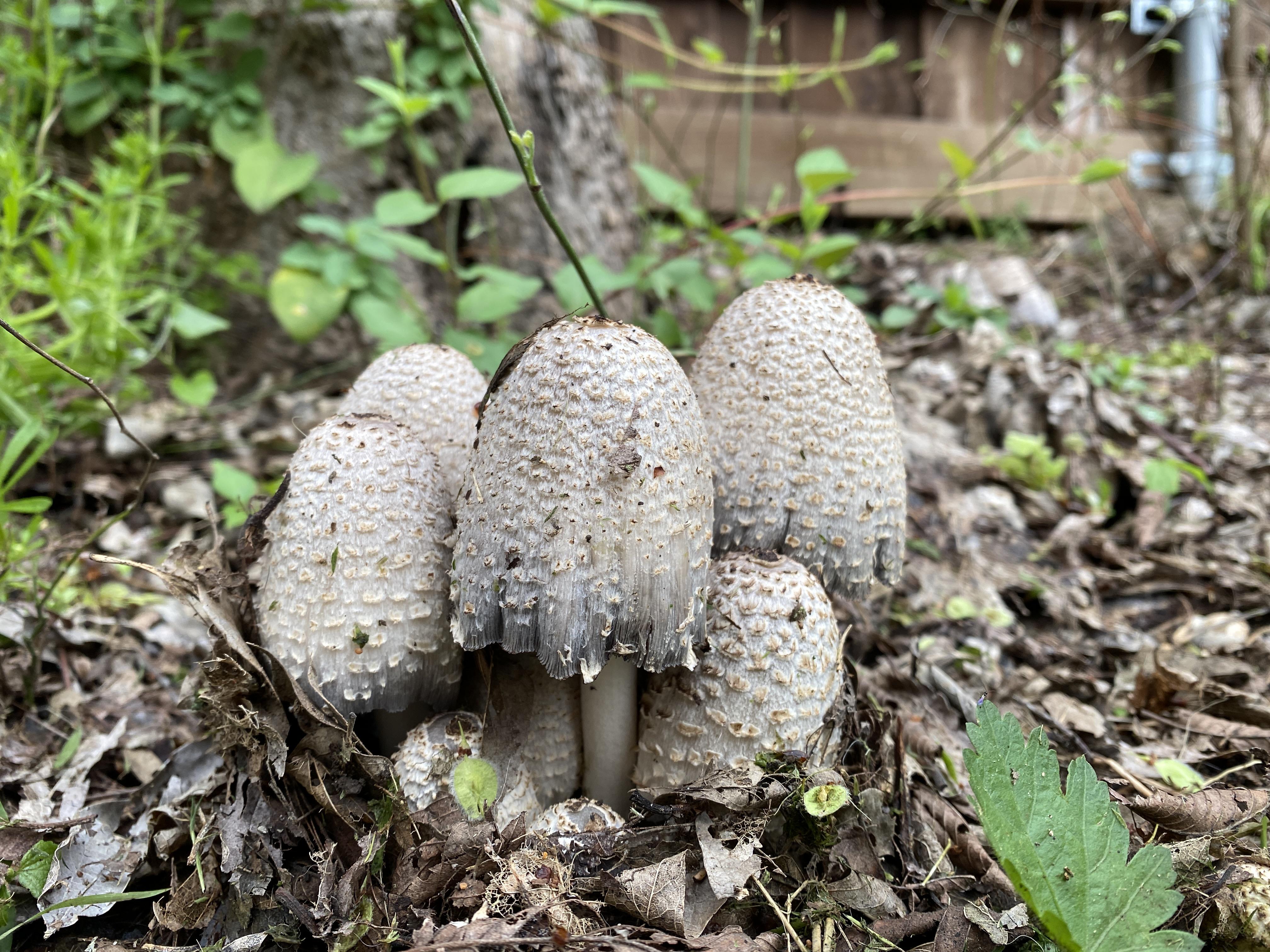The Morel Mushroom A Texas Spring Delicacy Wsmbmp The Morel Mushroom A Texas Spring Delicacy Wsmbmp