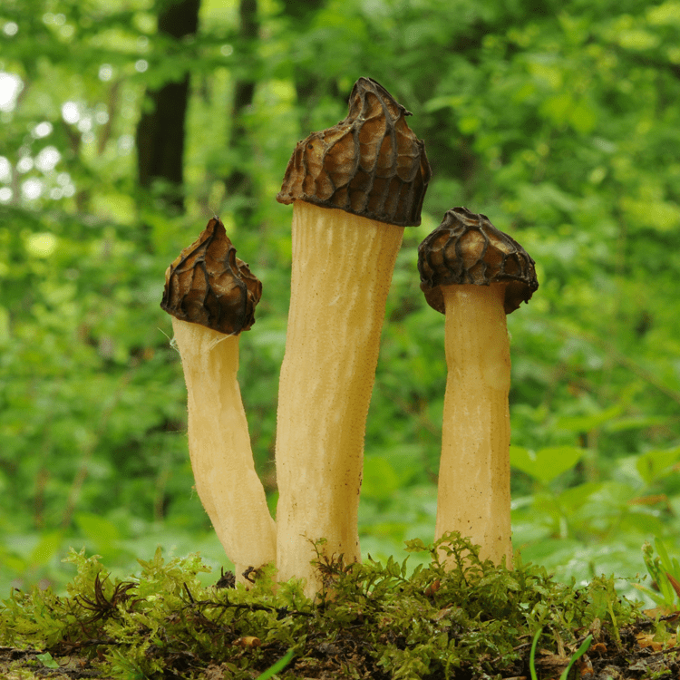 How To Find Clean And Cook A Half Free Morel Mushroom Wsmbmp