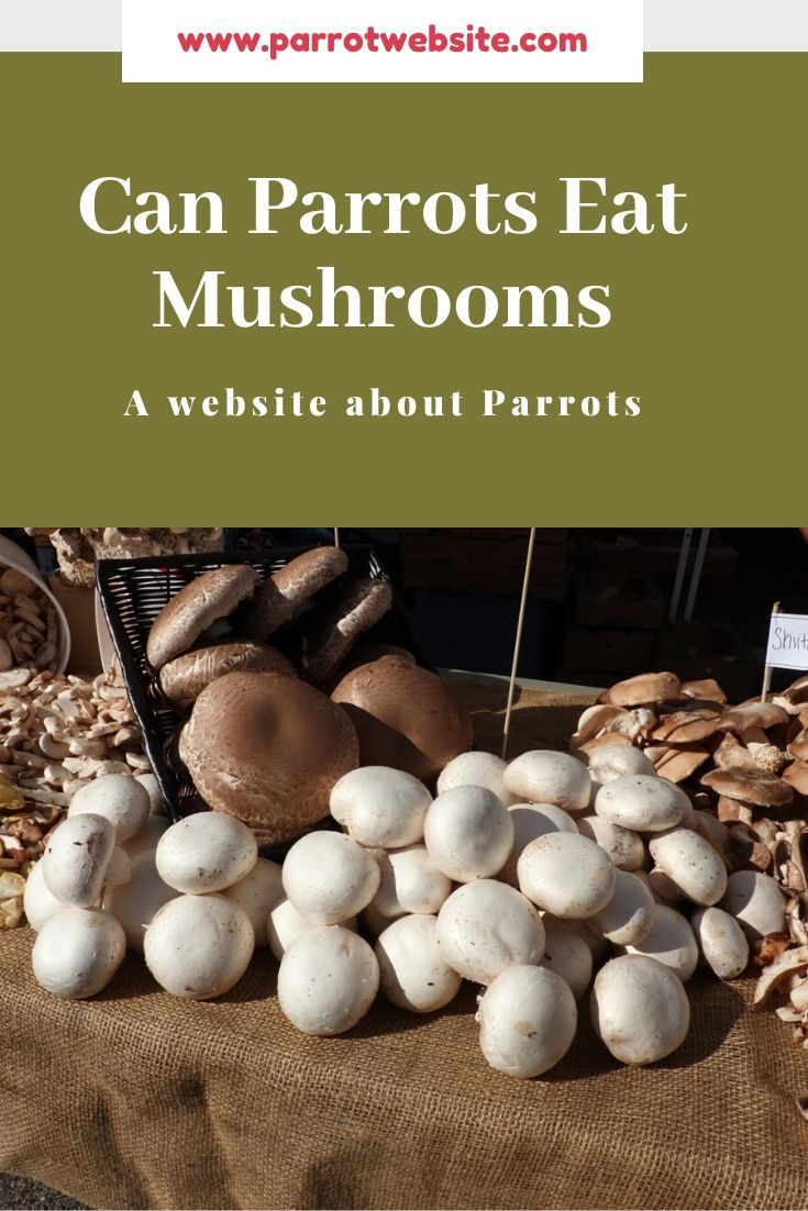 Porcini Mushroom Stems Delicious Depth Of Flavor Wsmbmp