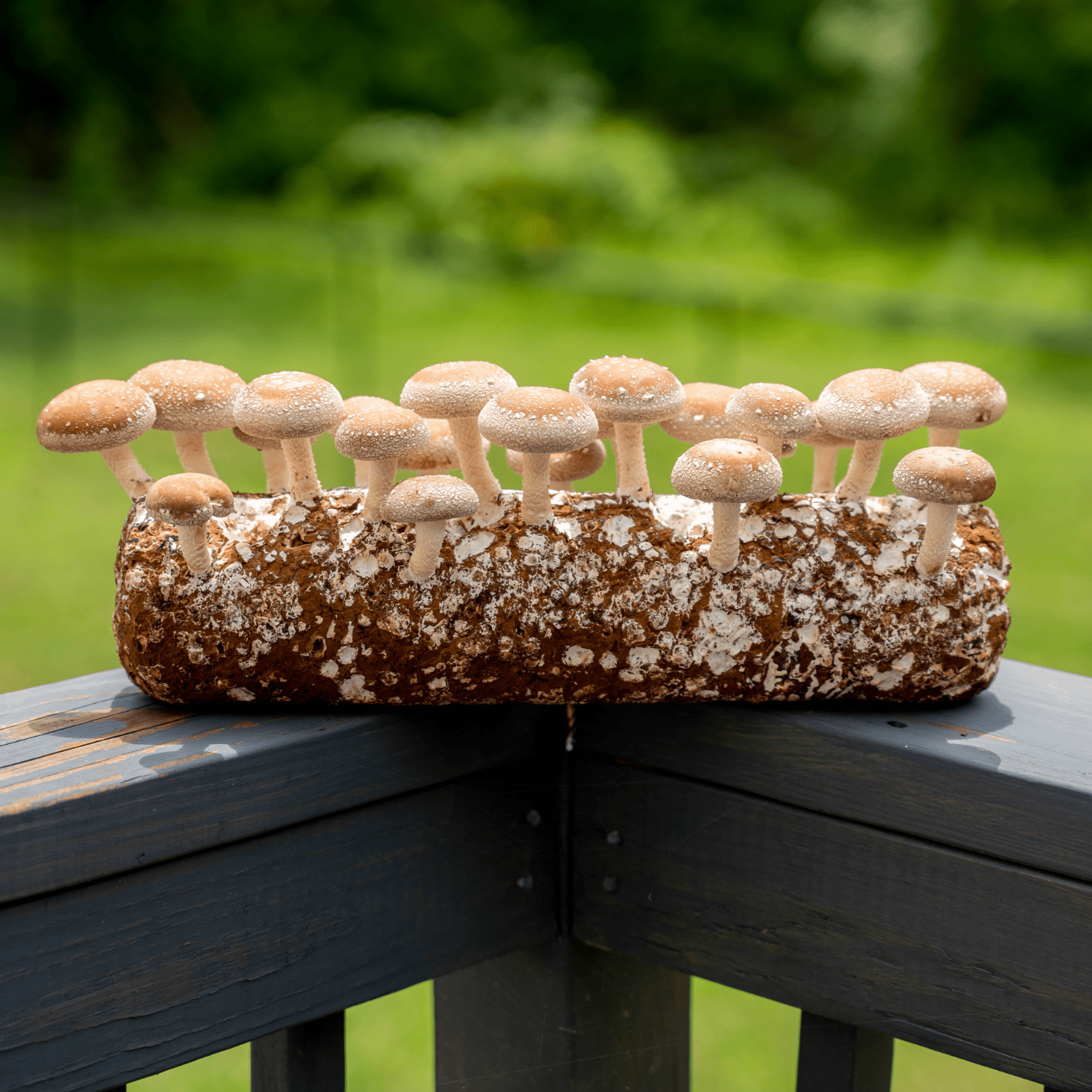 How To Start Your Own Shiitake Mushroom Farm Wsmbmp