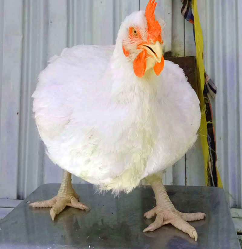 Understanding The Economics Of Feed Intake, Weight Gain And TimeFrame In Rearing Broilers