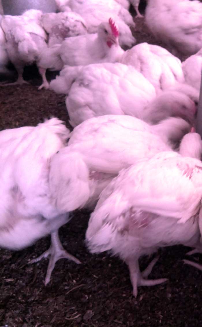 5 Secrets Of Making Broilers Grow Fast With Reduced Mortality