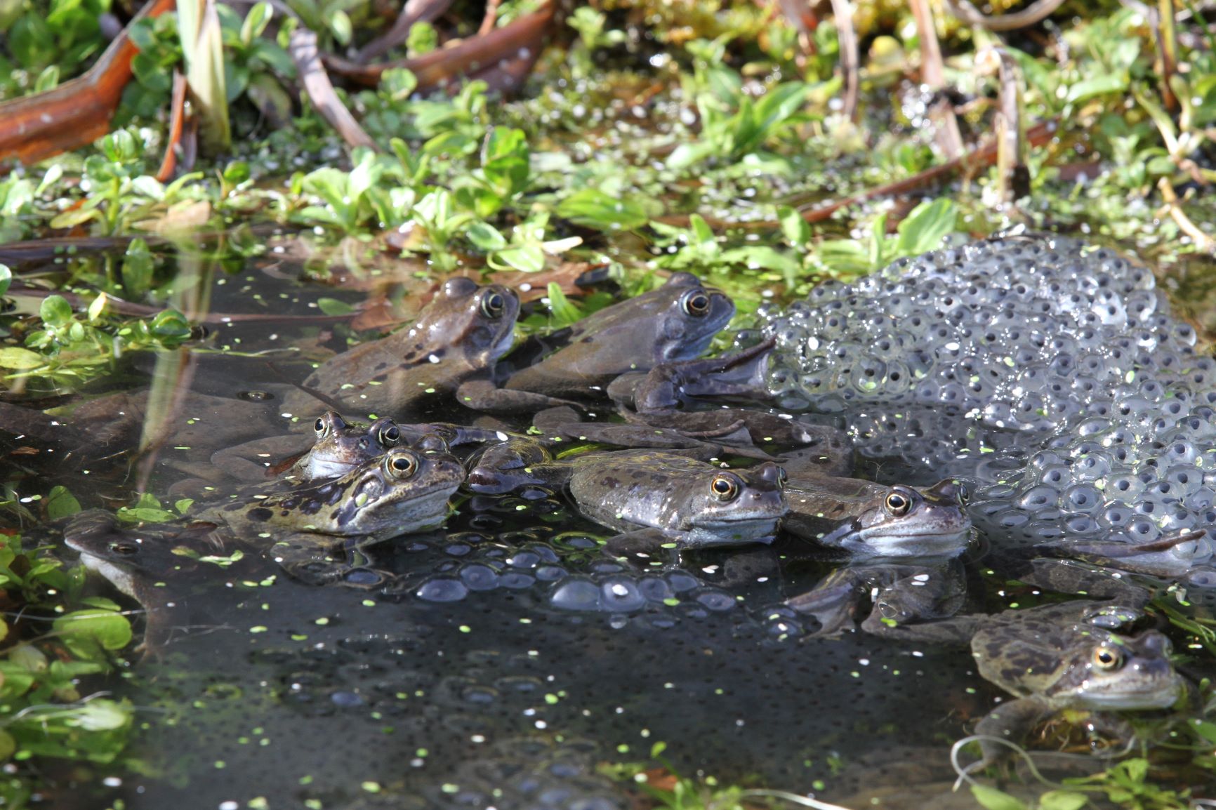 Have you spotted any frog or toad spawn? Basildon Natural History Society