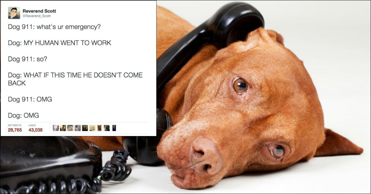 Can You Call 911 For A Dog