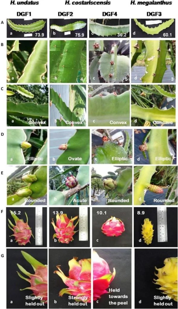 Dragon Fruit – bnrexotics.com