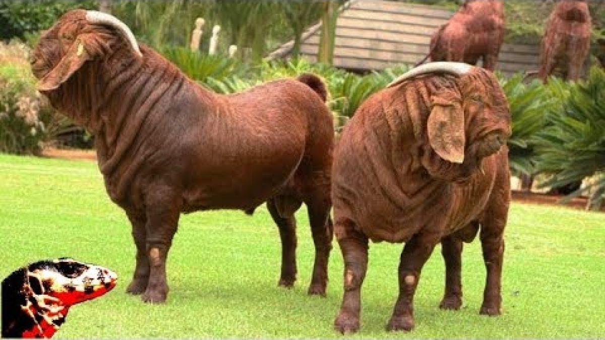 10 อันดับพันธุ์แพะที่อันตรายที่สุด / Top 10 Most Dangerous Goat Breeds