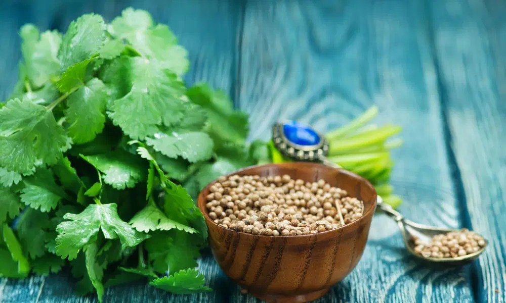 16 Practical & Easy To Use Substitute For Coriander Powder! • BoatBasinCafe