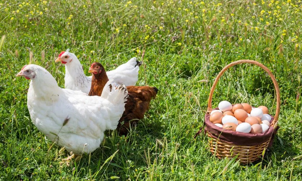 Unlocking The Shelf Life Secrets How Long Do Organic Eggs Last In The