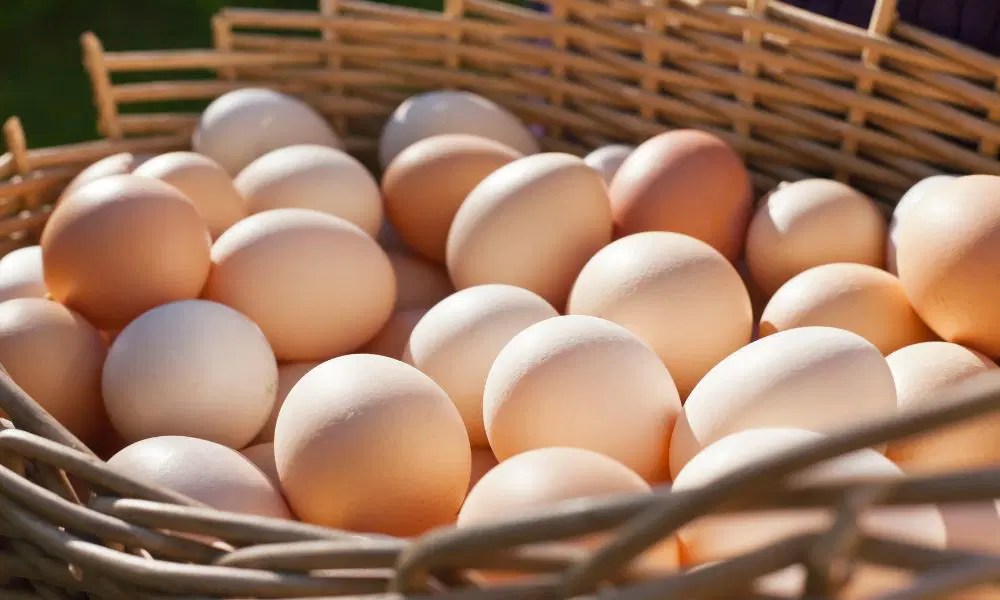 Fresh Eggs Storage Guide How Long Do Fresh Eggs Last? • BoatBasinCafe