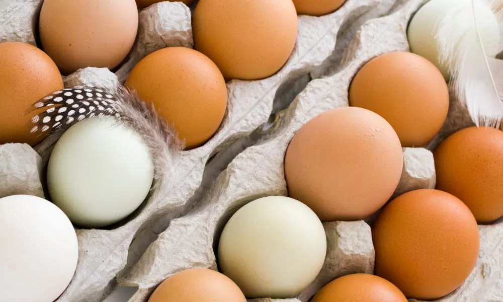 Fresh Eggs Storage Guide How Long Do Fresh Eggs Last? • BoatBasinCafe