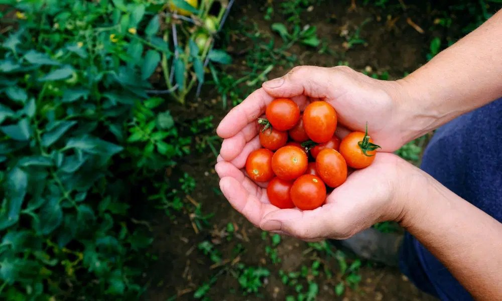 Tasty Tomato Exploring The Delightful World Of Flavorful Tomatoes