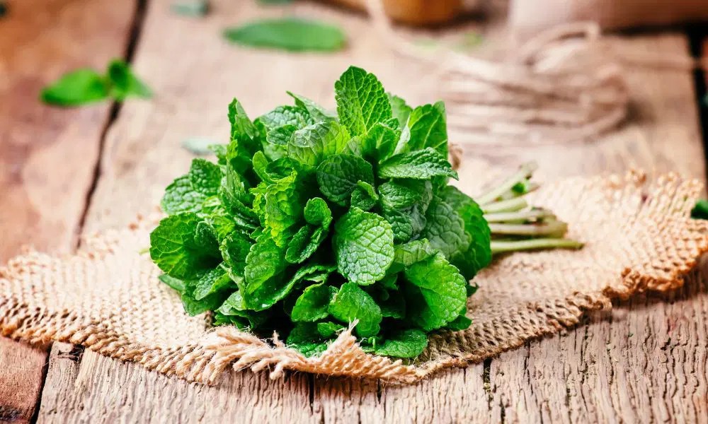 How Long Does Fresh Mint Last? Maximize Your Mint’s Freshness With