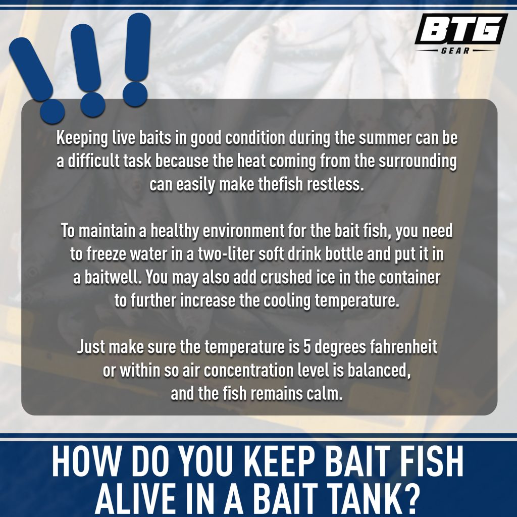 How to Choose a Bait Tank For Your Boat Boating Articles Your Boating
