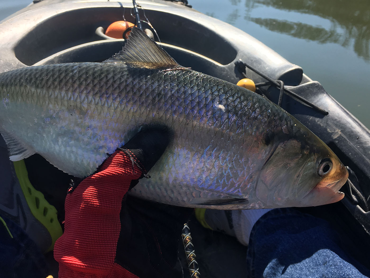 Report from Fletcher’s Cove Boating in DC Kayaking, Paddling, Passes, Tours, Classes