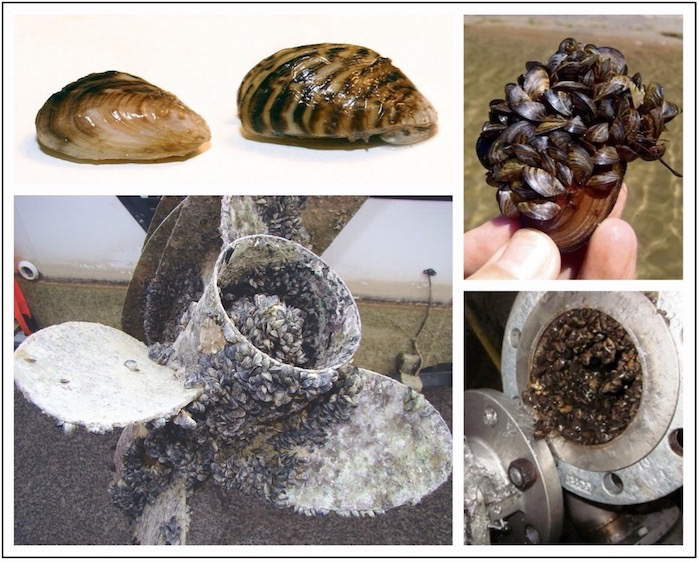 California offers grants for quagga and zebra mussel