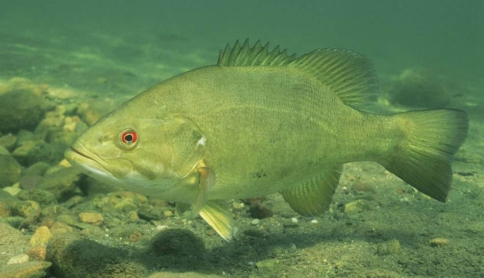 Boat colors Does boat color affect fishing? A newbie guide Boating