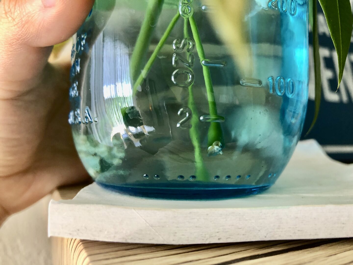 Horticulture Propagating My Money Tree Bobbieness