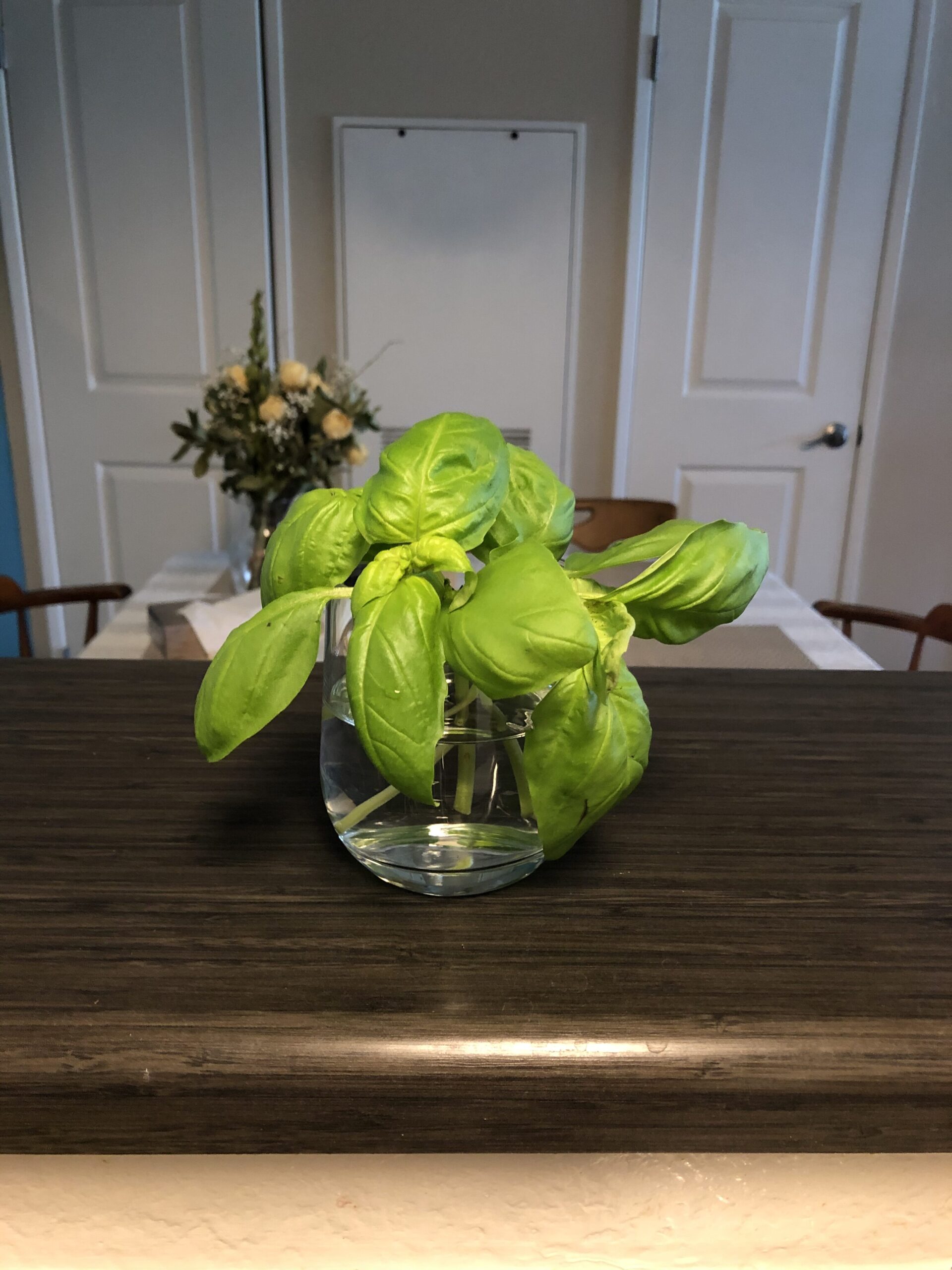 Horticulture Propagating Trader Joe’s Basil Plant Bobbieness