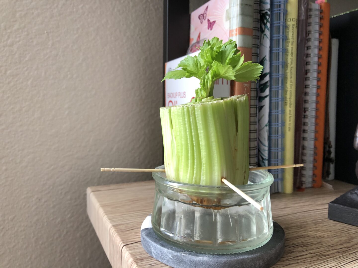 Growing Celery From Stalk Take 1 Fail Bobbieness