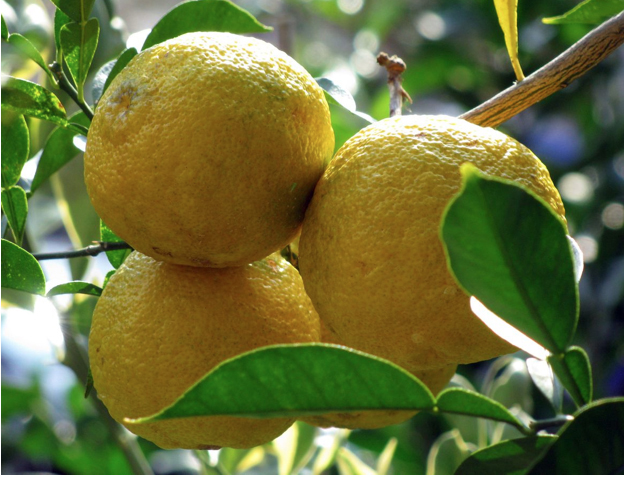 Grafted Citrus Trees Orange Lemon Lime Tangerine Calamansi Meyer