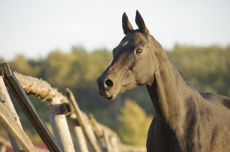 Comparing Horse Medical Insurance with Colic Insurance Coverage as Part