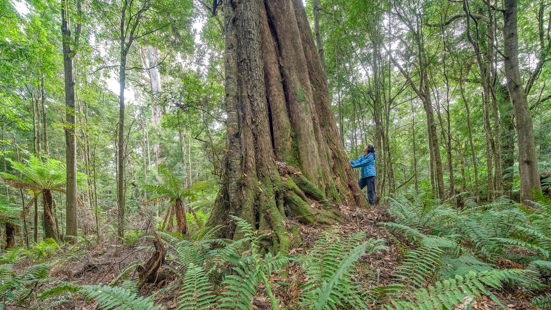 Robbins Island to Hampshire Transmission Line Bob Brown Foundation