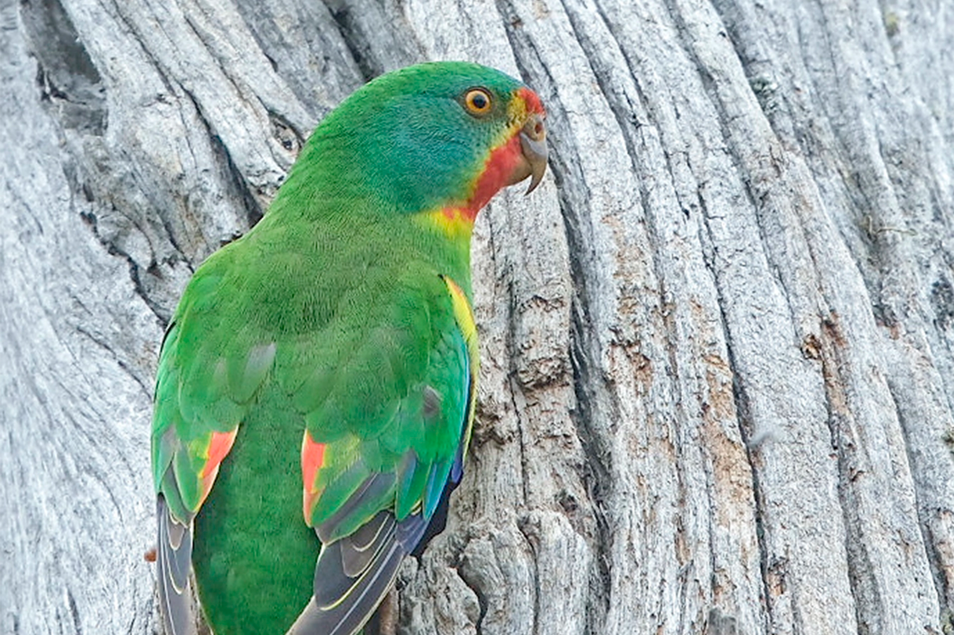 Labor’s Tanya fails on extinction day Bob Brown Foundation