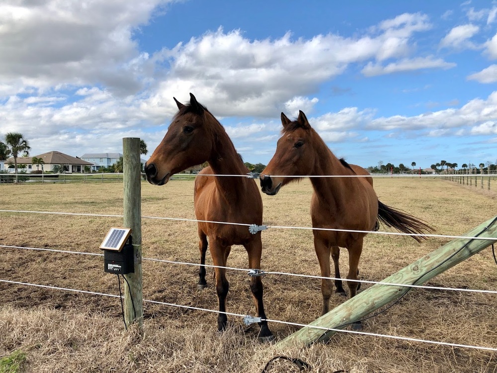 Vero Beach BOBBY GENOVESE
