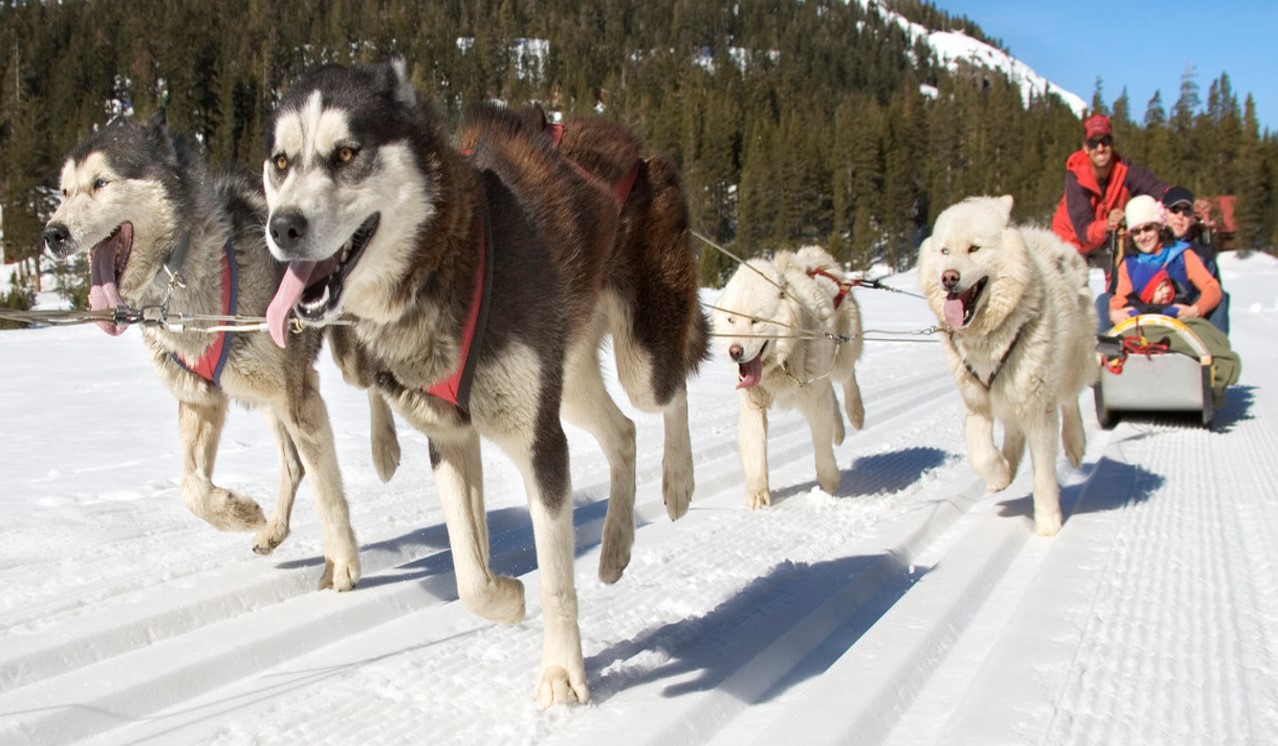 Unless You're The Lead Dog.... BobLee Says