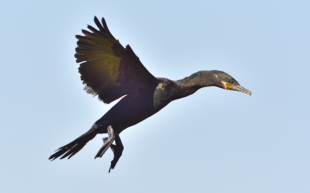 Cormorant Landing Bob Rehak Photography