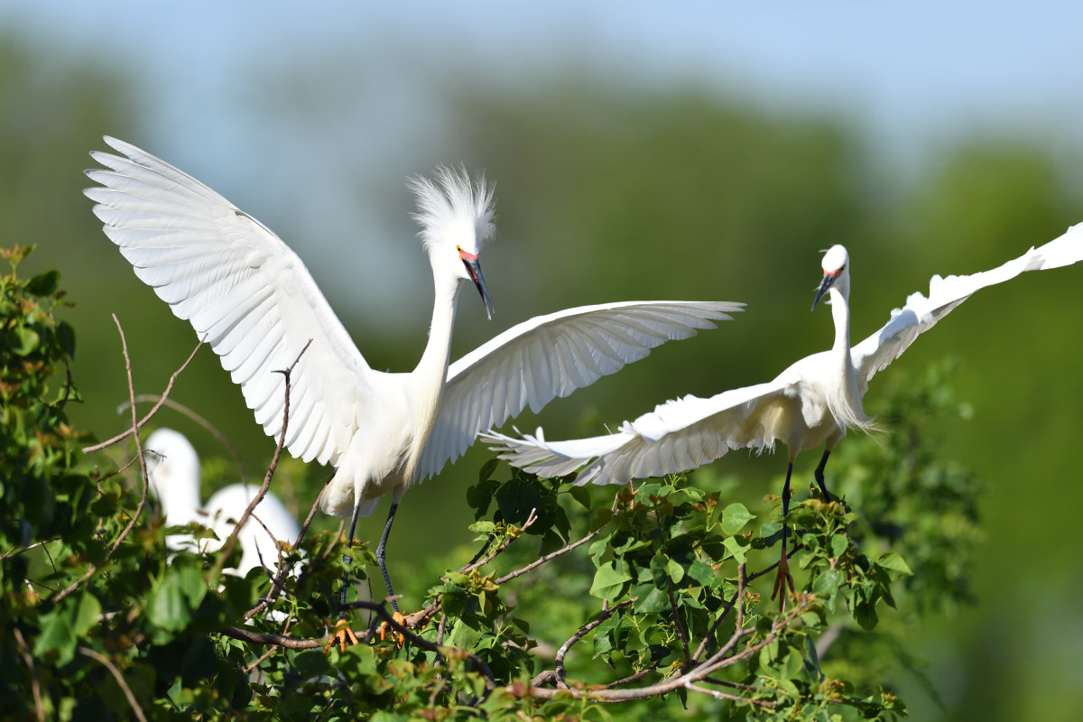 Squabble Bob Rehak Photography