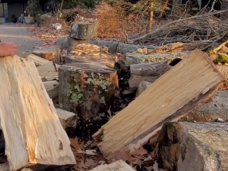 Is Hackberry Good Firewood? • Fix It and Finish