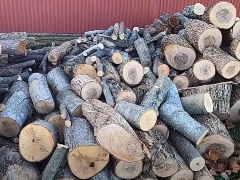 Is Sycamore Good Firewood? • Fix It and Finish