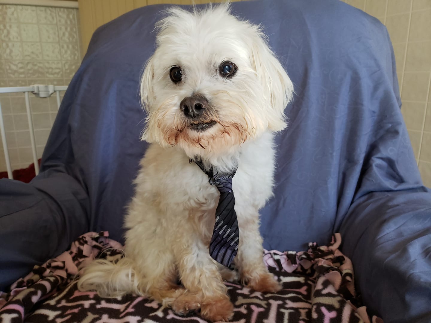 Home Bob's House for Dogs