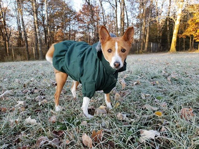 A Dog Named Emma Bob's House for Dogs