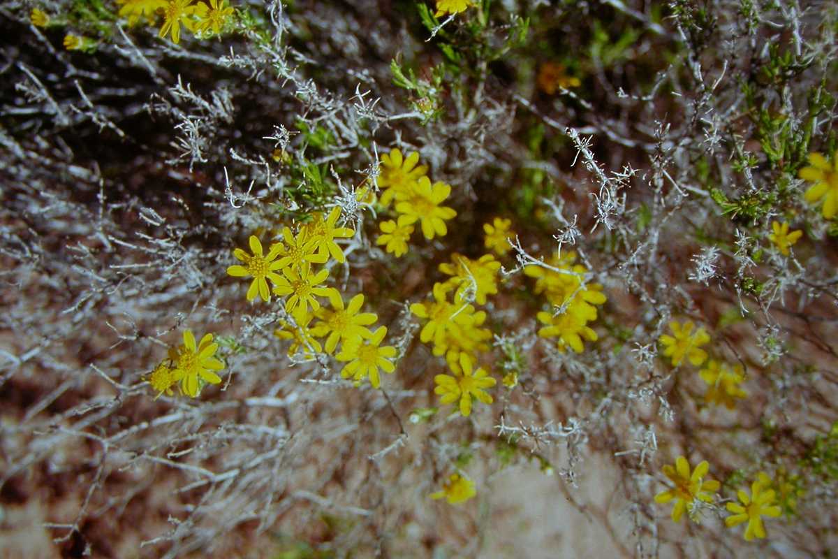 Brittlebush