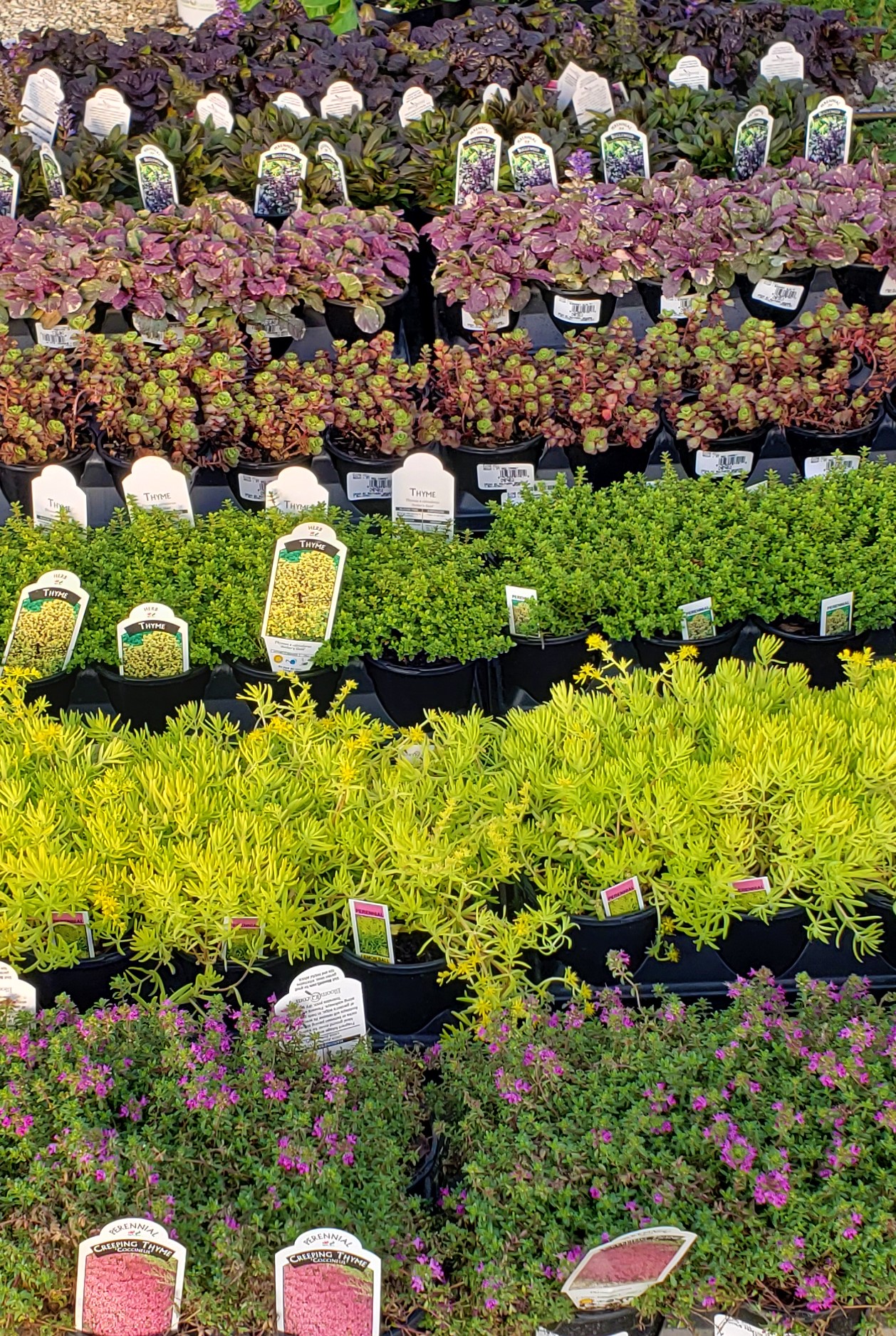 Perennials, Groundcovers, Shrubs Bob's Plant Nursery 6700 Tennessee